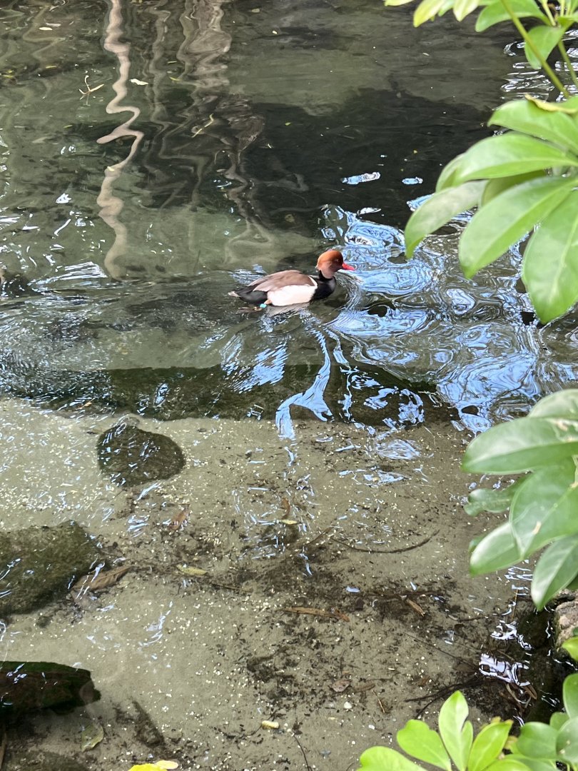 Waterfowl at Disney’s Animal Kingdom