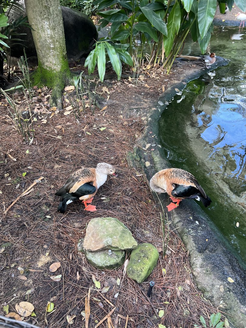 Waterfowl at Disney’s Animal Kingdom