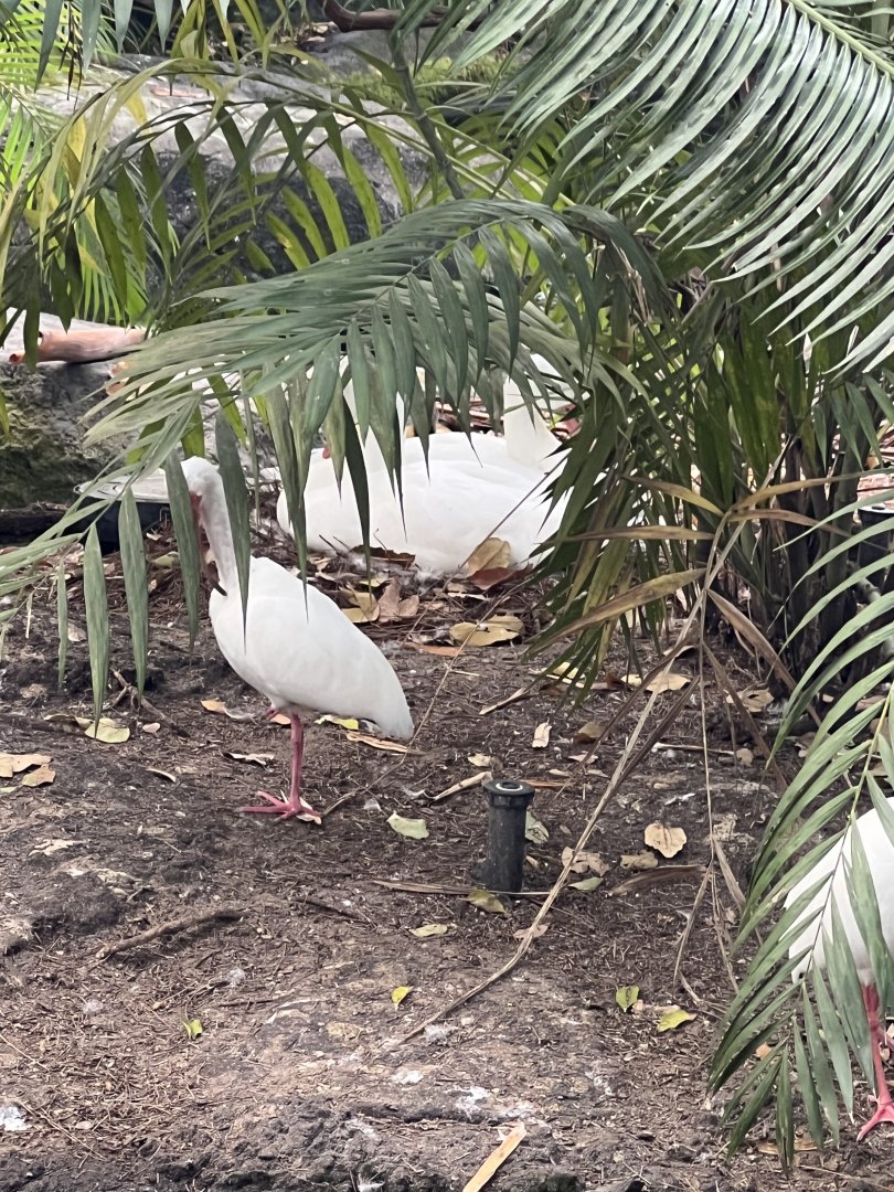 Waterfowl at Disney’s Animal Kingdom