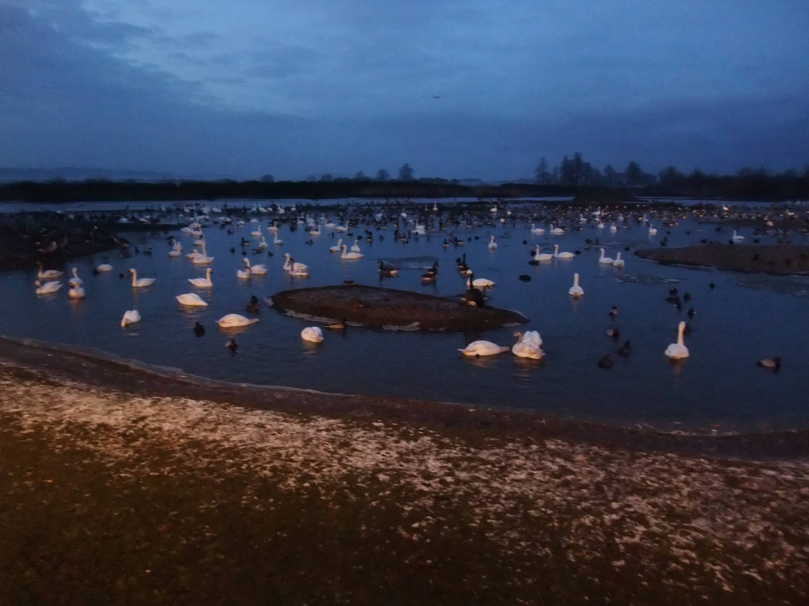 Waterfowl at Dusk at Slimbridge, 05/02/12