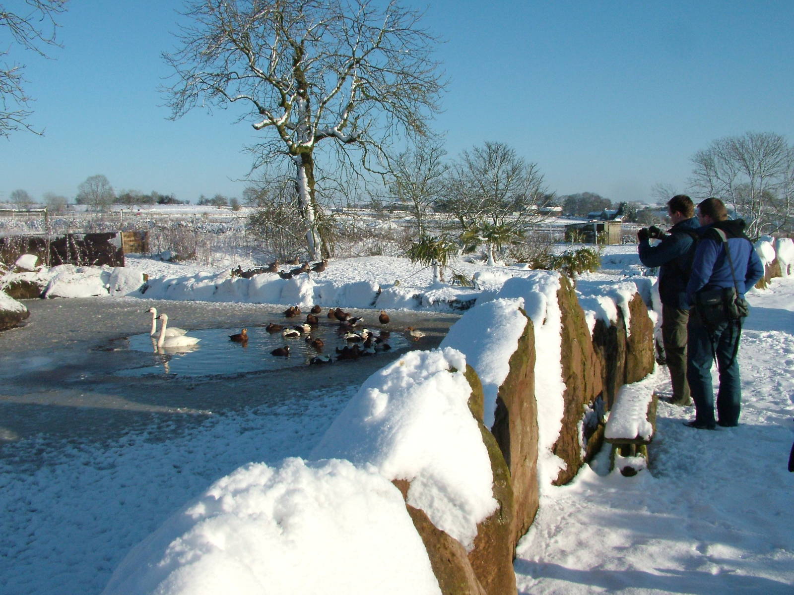 Waterfowl at Pelican World, Blackbrook in the Snow, 03/01/10
