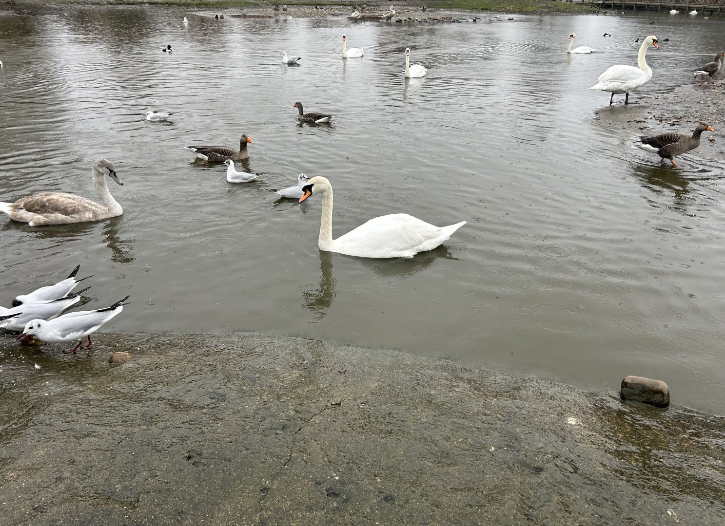 Waterfowl at Swan Lake