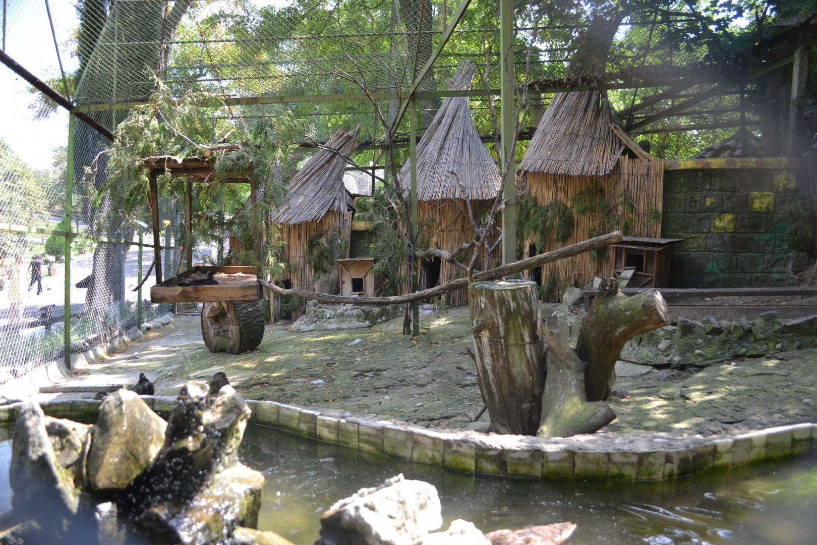 Waterfowl aviary for mandarin ducks, wood ducks and Trachemys turtles