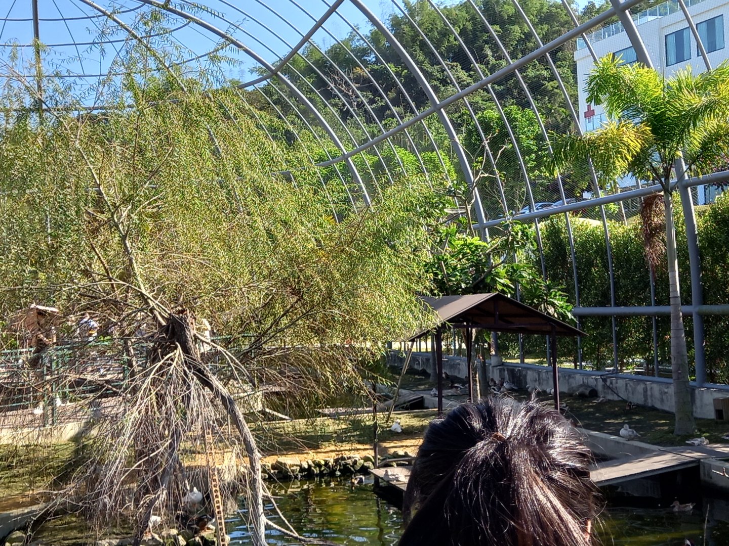Waterfowl aviary, Jojozoo Bird Park