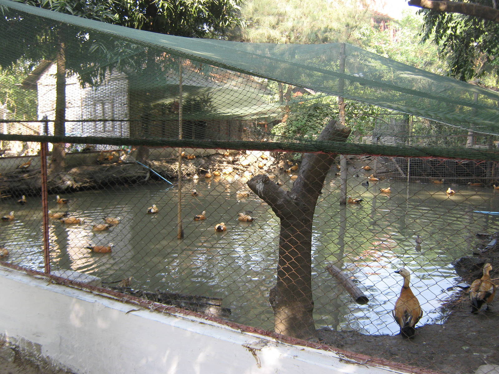 waterfowl aviary