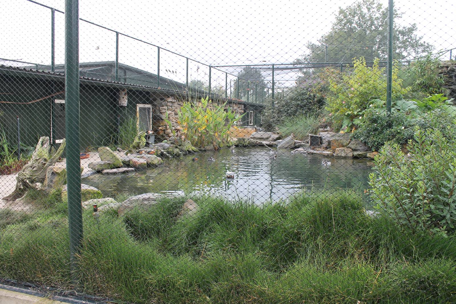Waterfowl - Bee-eater aviary