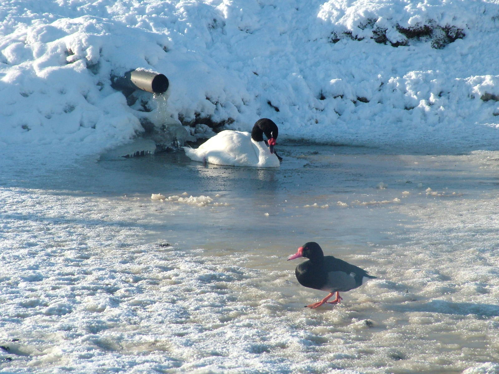 Waterfowl, Blackbrook in the Snow, 03/01/10