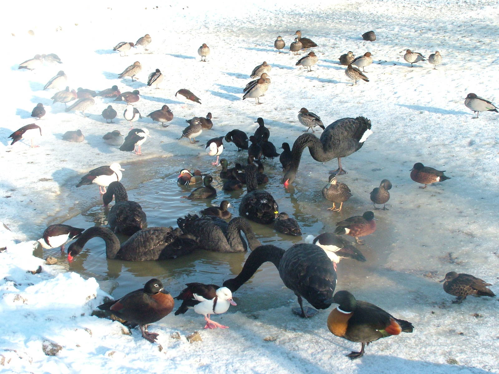 Waterfowl, Blackbrook in the Snow, 03/01/10