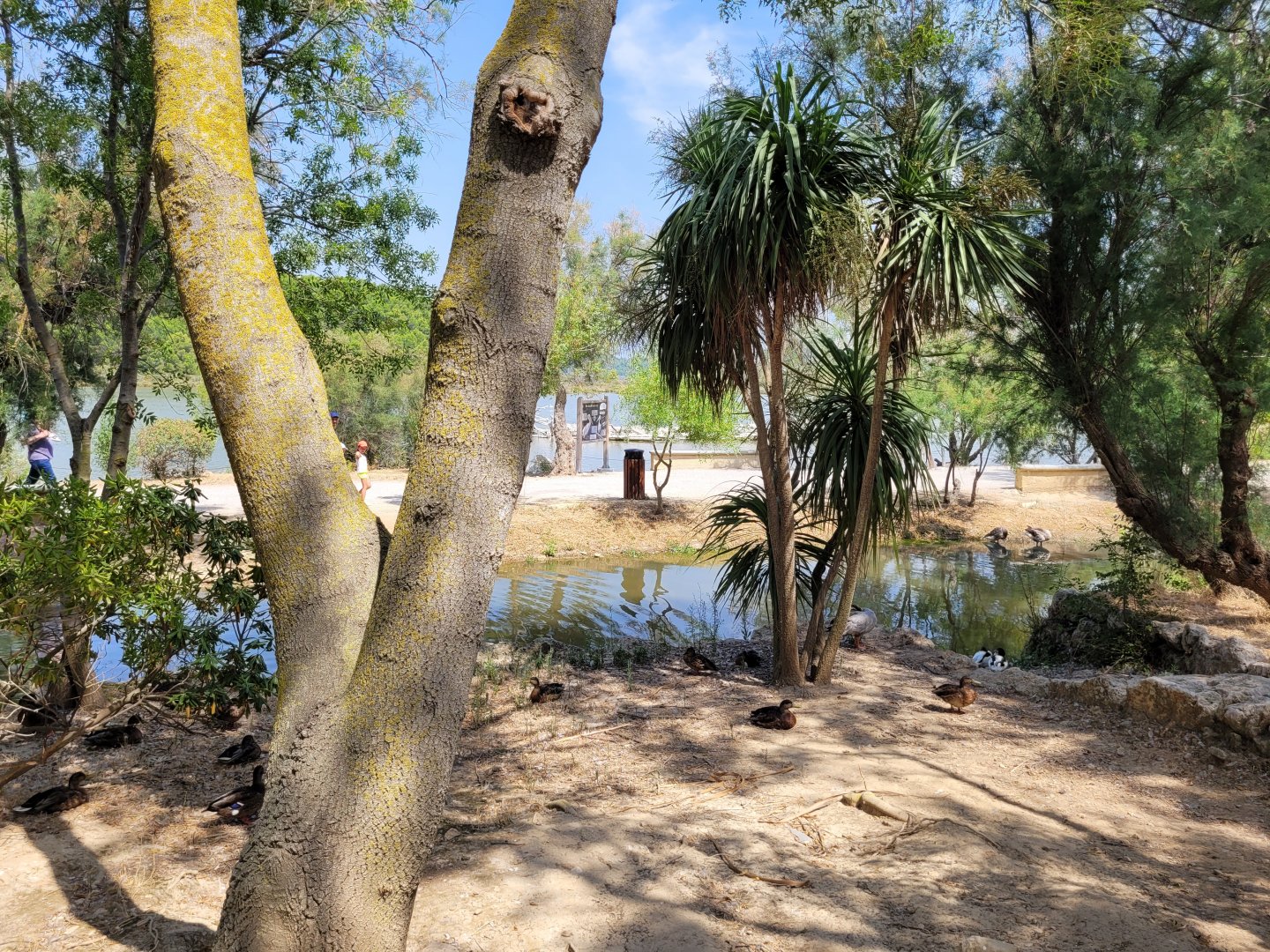 Waterfowl cannal -Réserve Africaine de Sigean (2022)