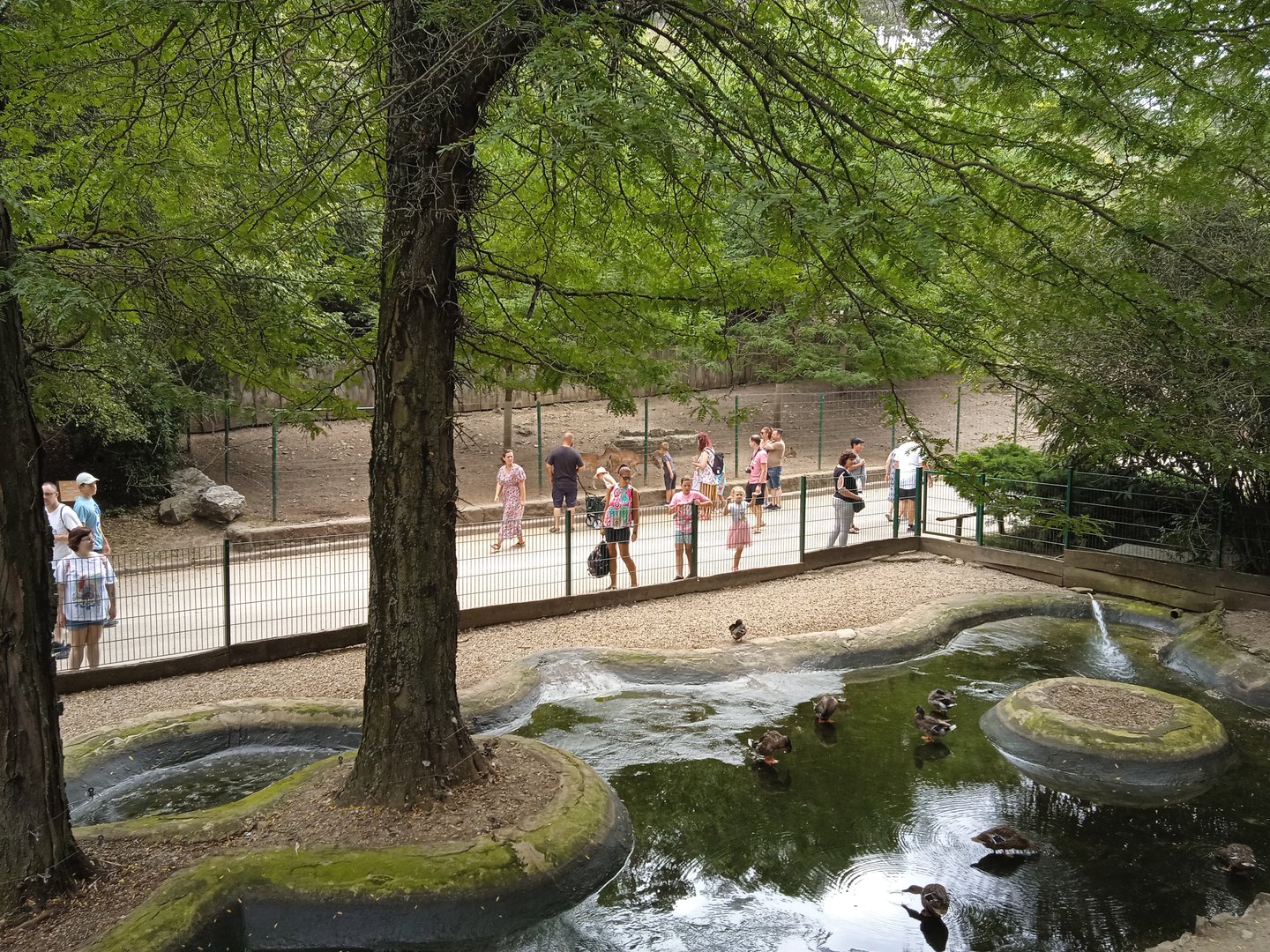 Waterfowl + Capybara exhibit