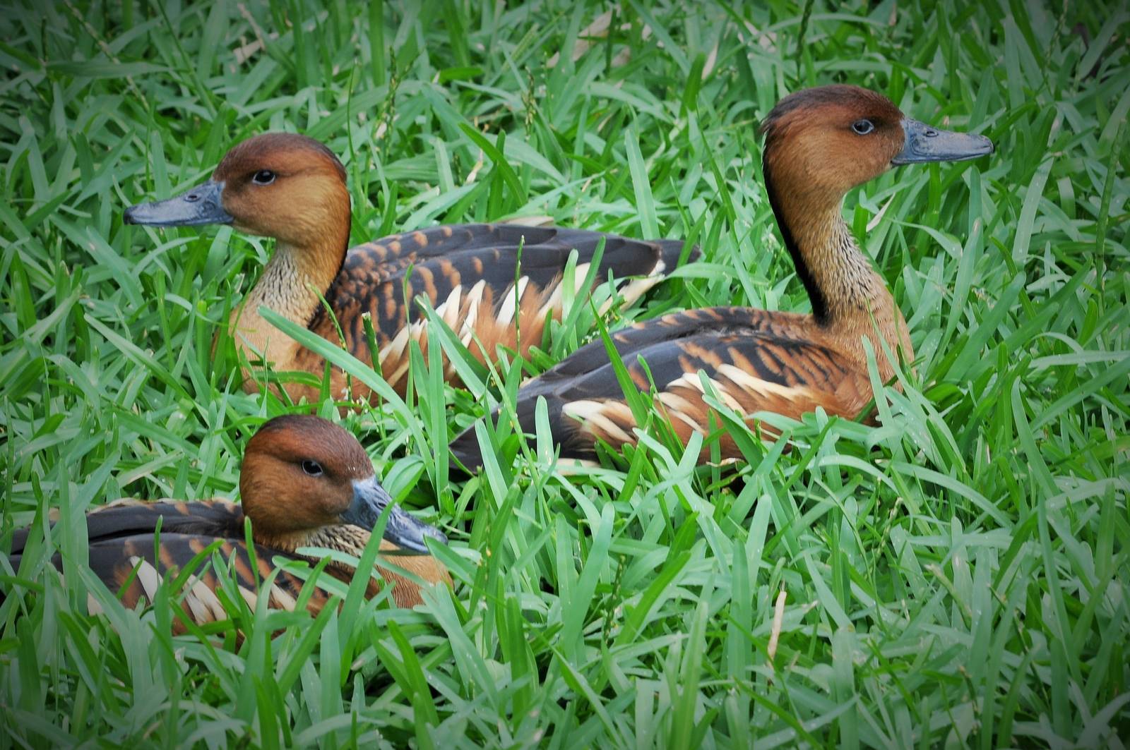 Waterfowl - Dallas Zoo