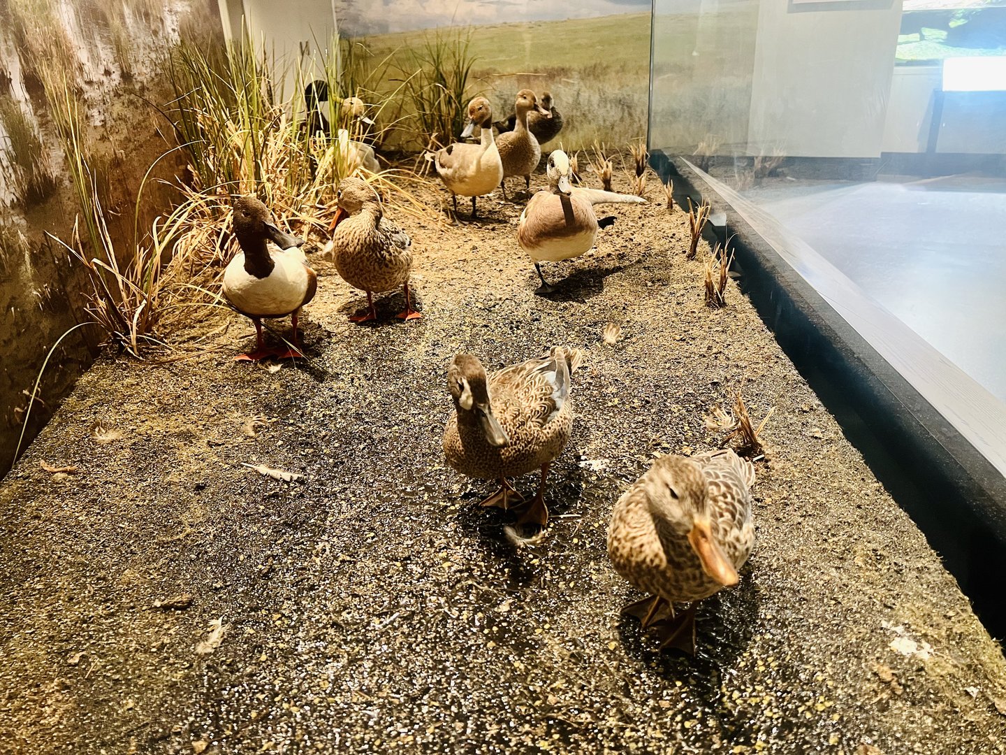 Waterfowl Diorama