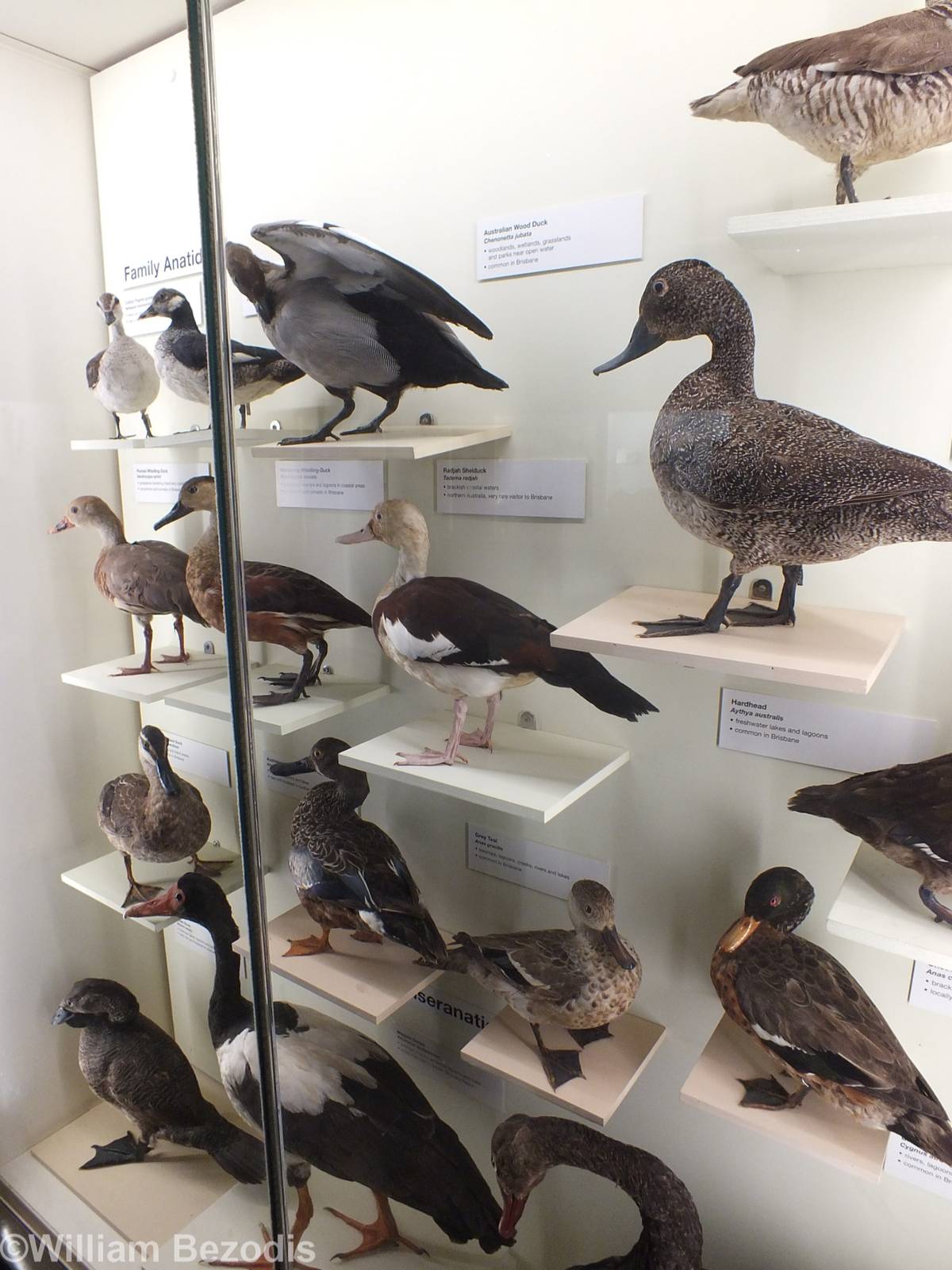 Waterfowl Display - Queensland Museum
