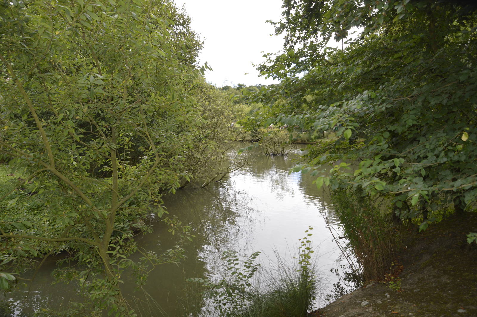 Waterfowl Enclosure 050816