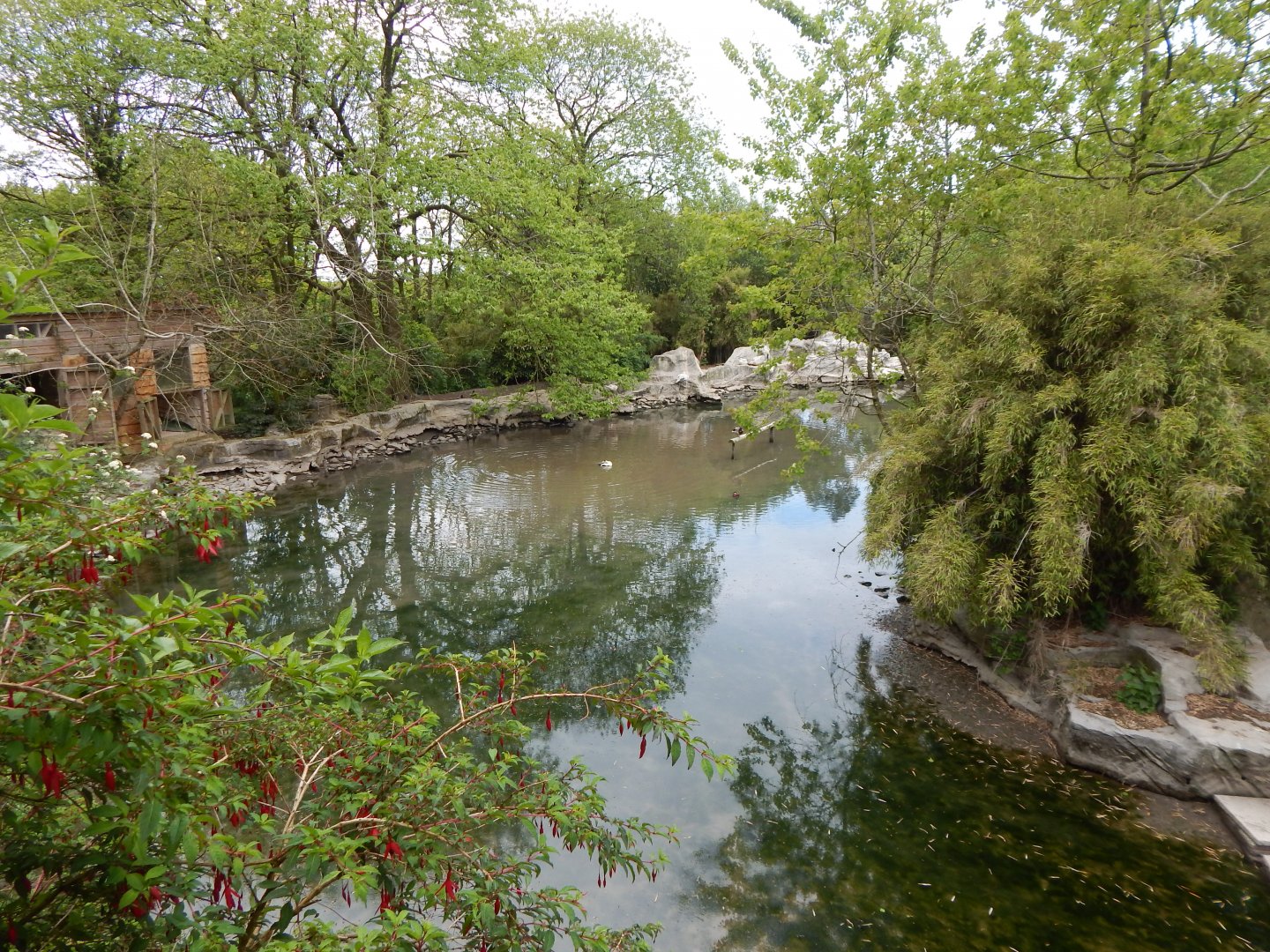 Waterfowl enclosure 150522