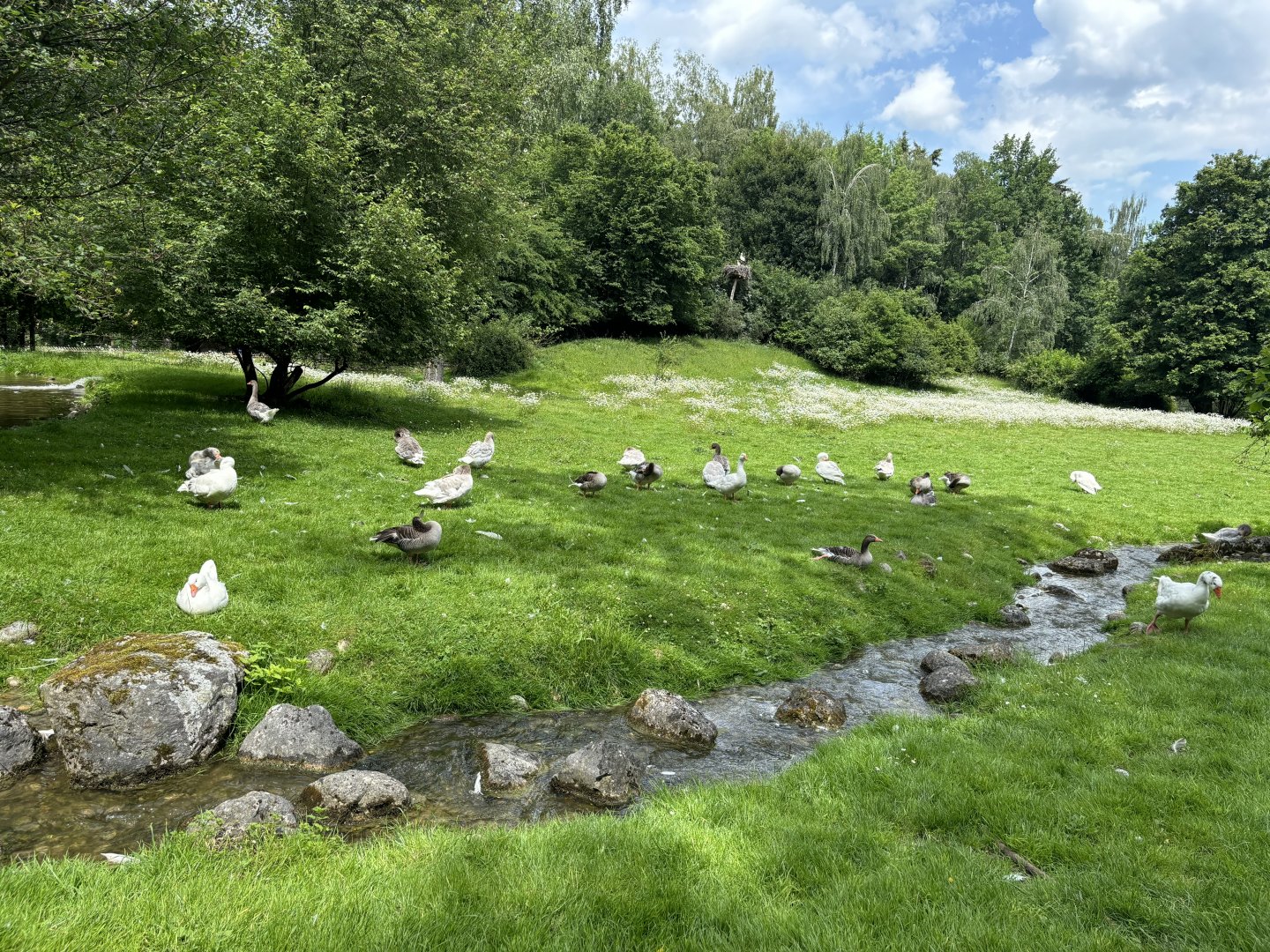 Waterfowl Enclosure at Wildpark Poing