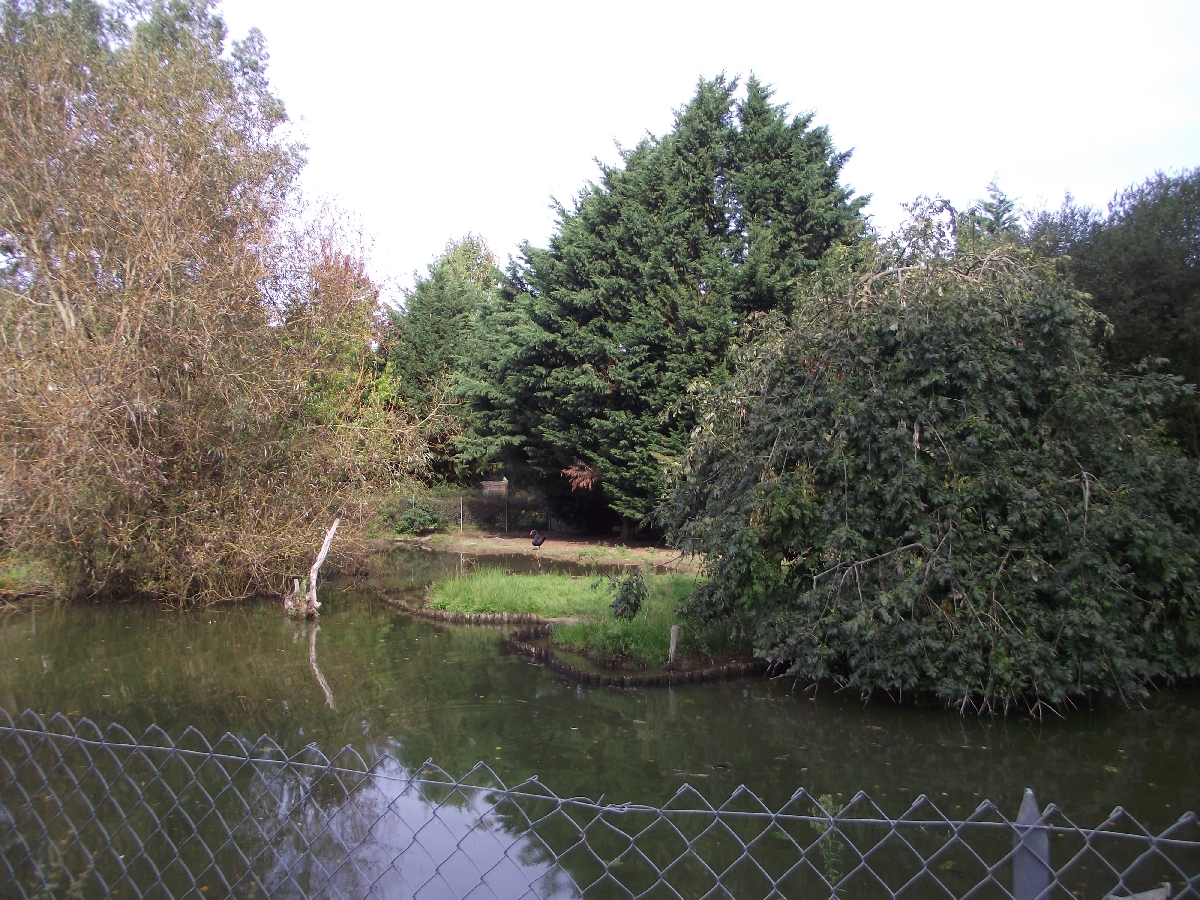 Waterfowl Enclosure