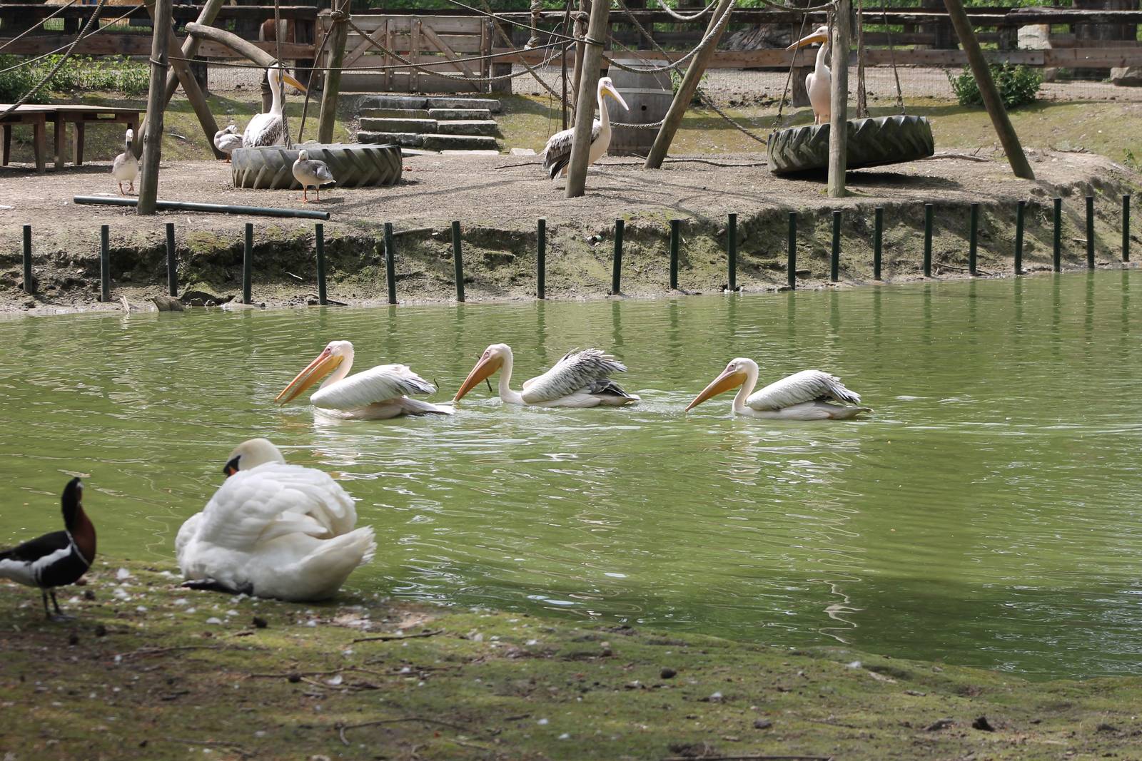 Waterfowl enclosure