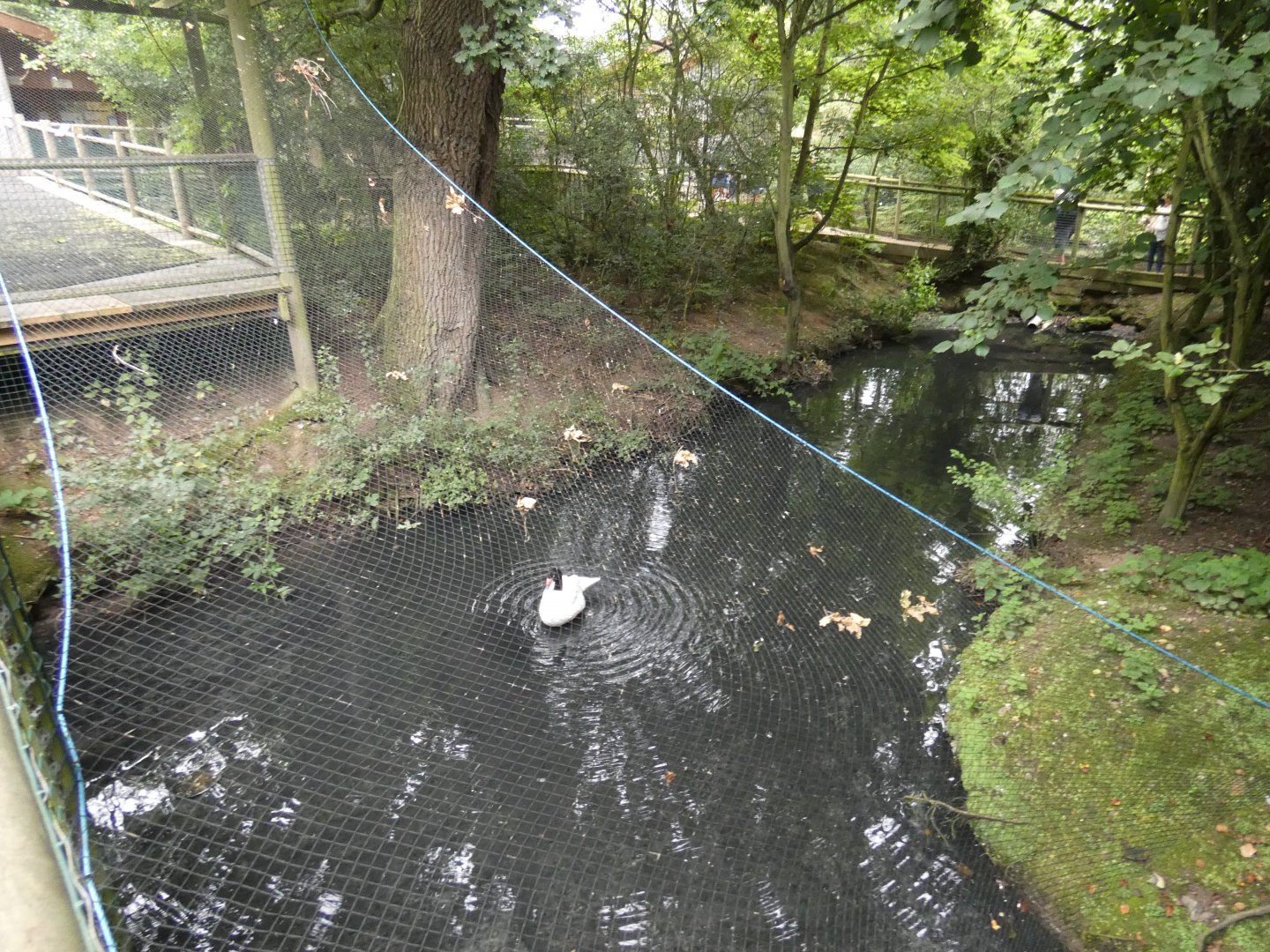Waterfowl enclosure