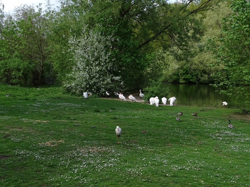 Waterfowl enclosure