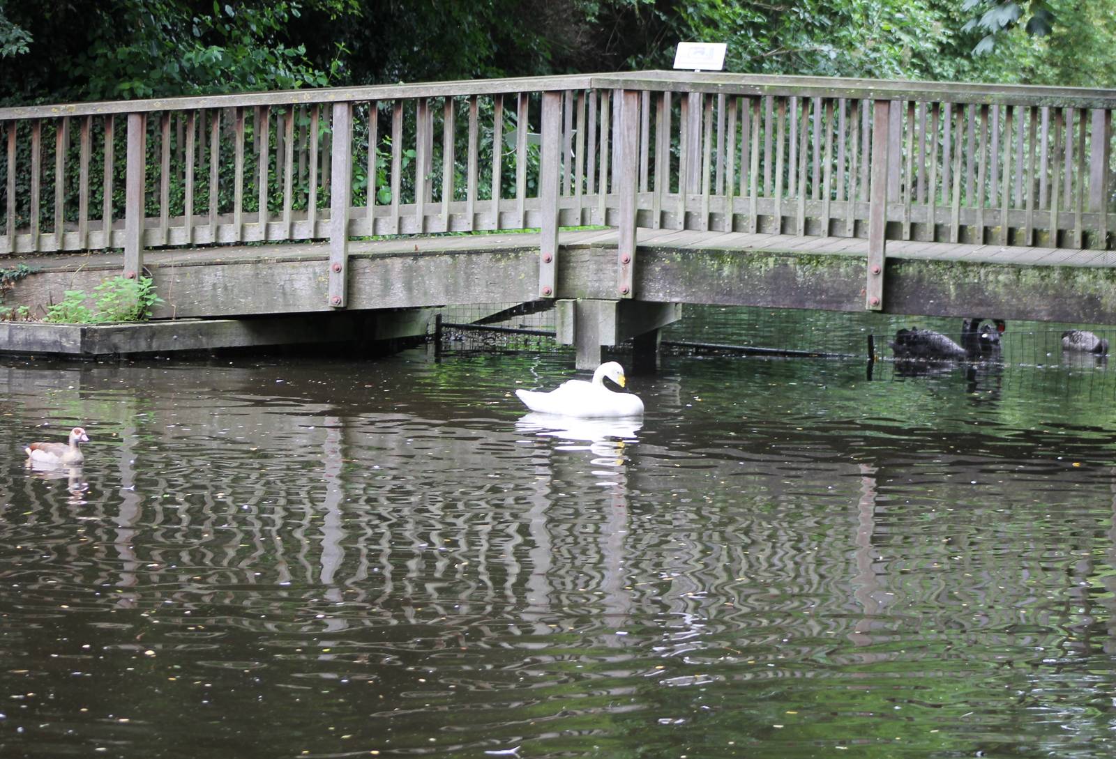 Waterfowl enclosures