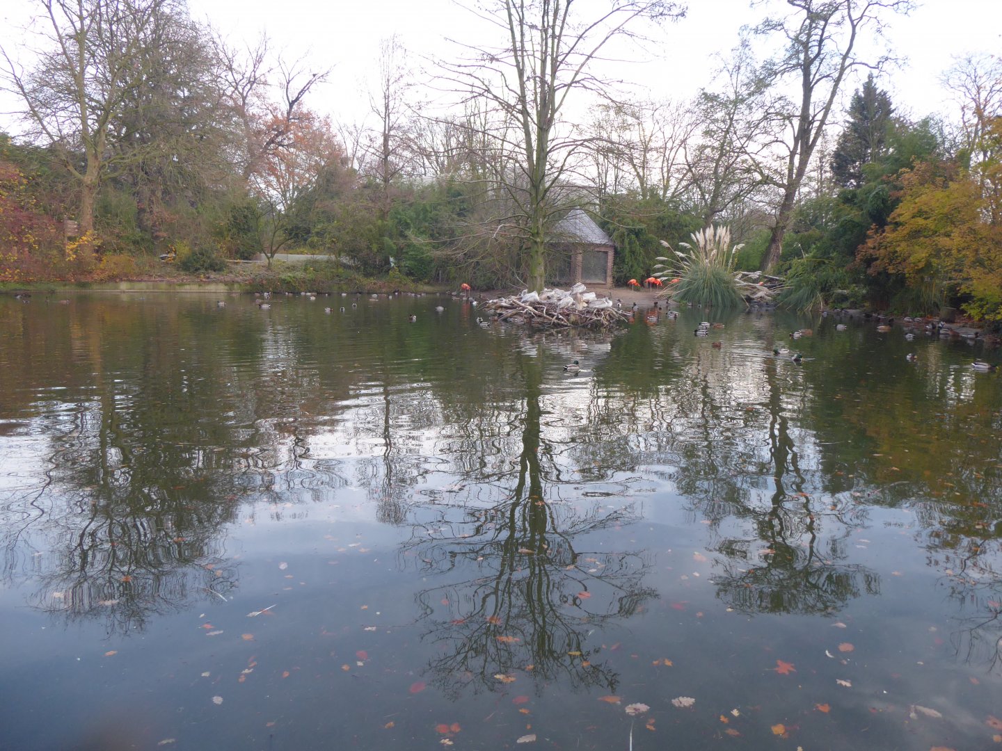 Waterfowl exhibit 011219