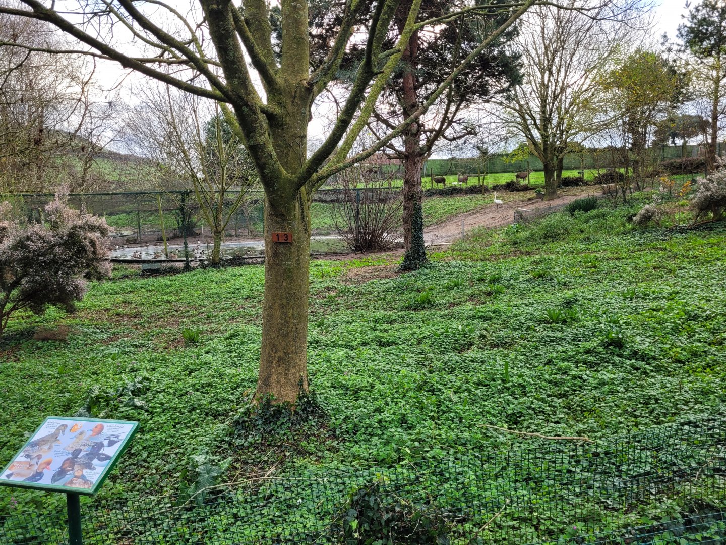 Waterfowl exhibit #1 -Zoo de Santillana del Mar (2023)