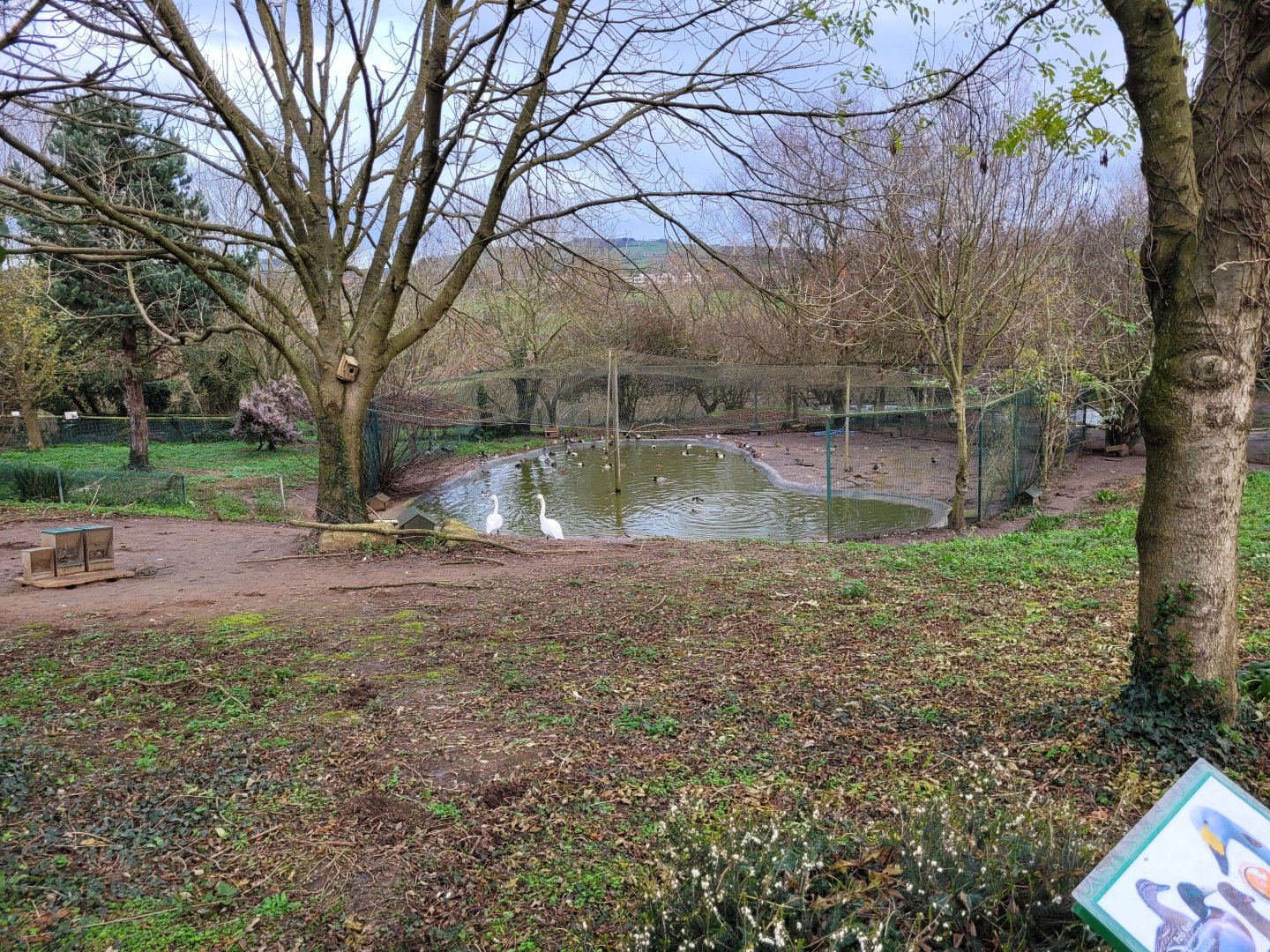 Waterfowl exhibit #1 -Zoo de Santillana del Mar (2023)