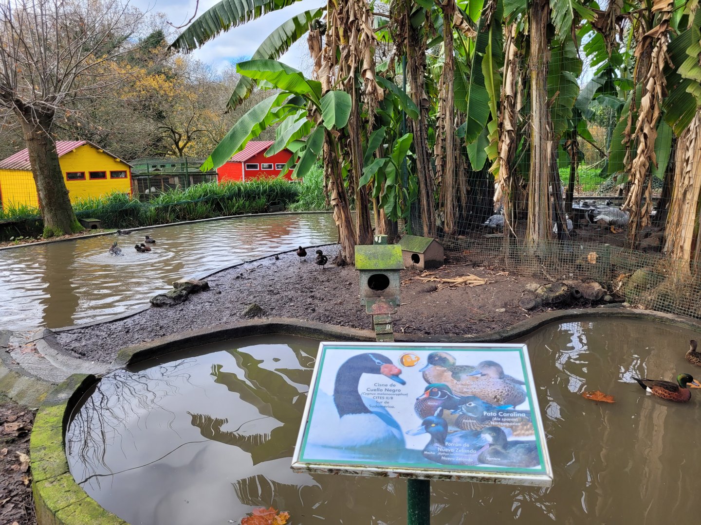 Waterfowl exhibit #10 -Zoo de Santillana del Mar (2023)