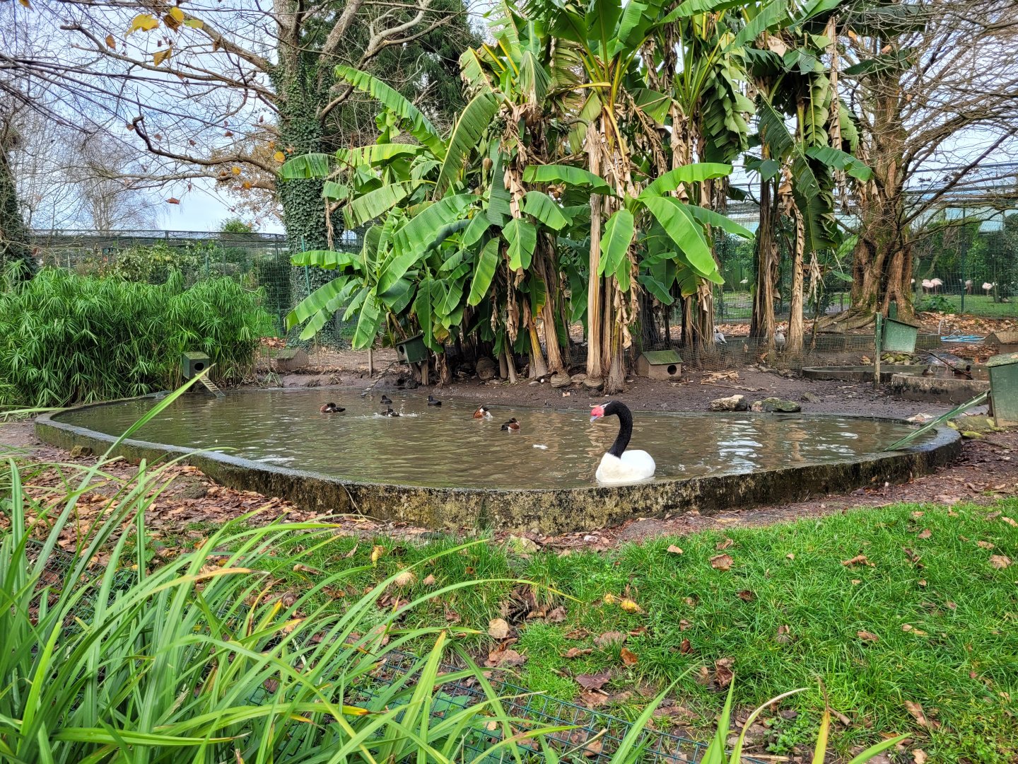 Waterfowl exhibit #10 -Zoo de Santillana del Mar (2023)