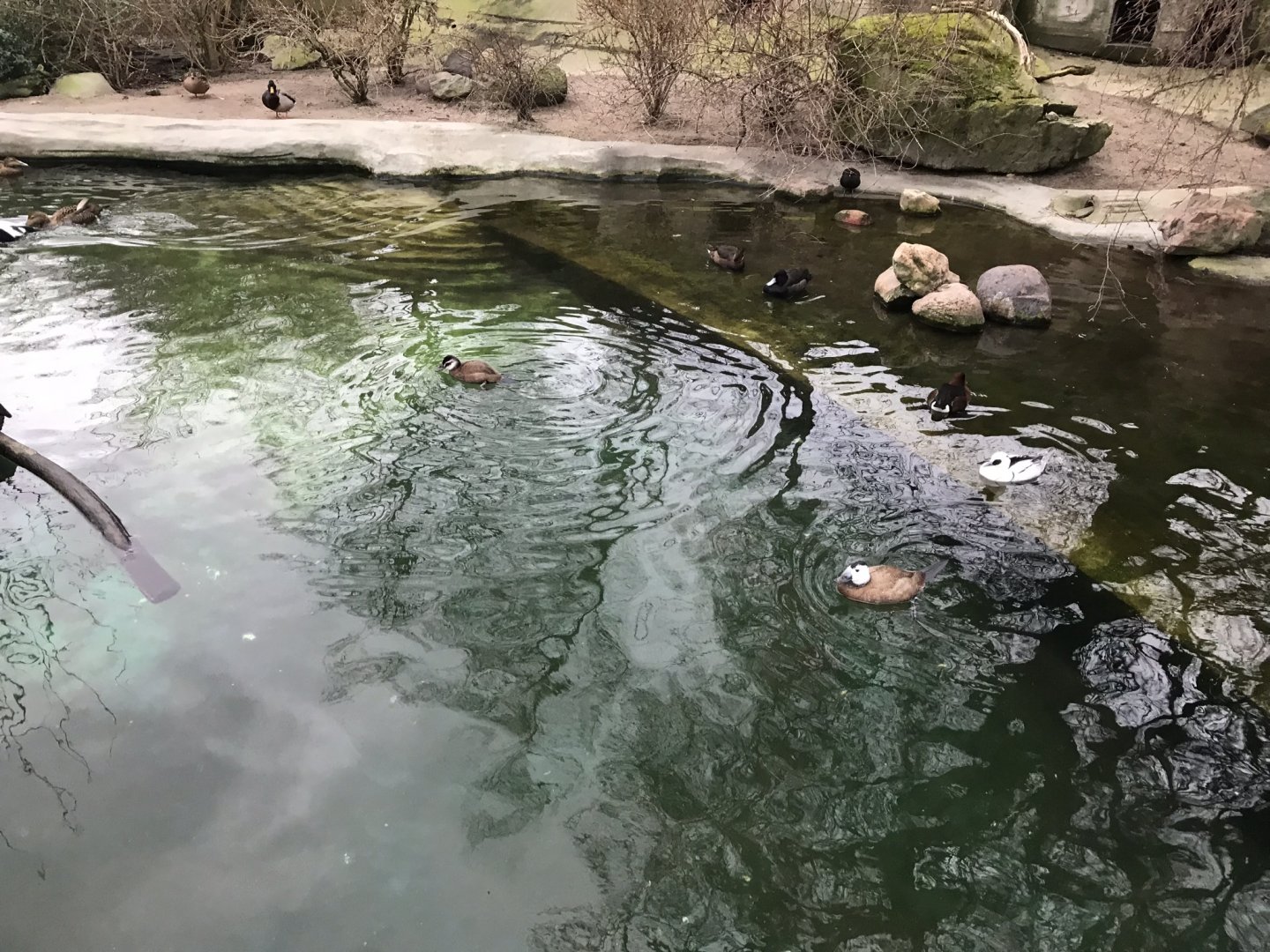 Waterfowl exhibit 280118