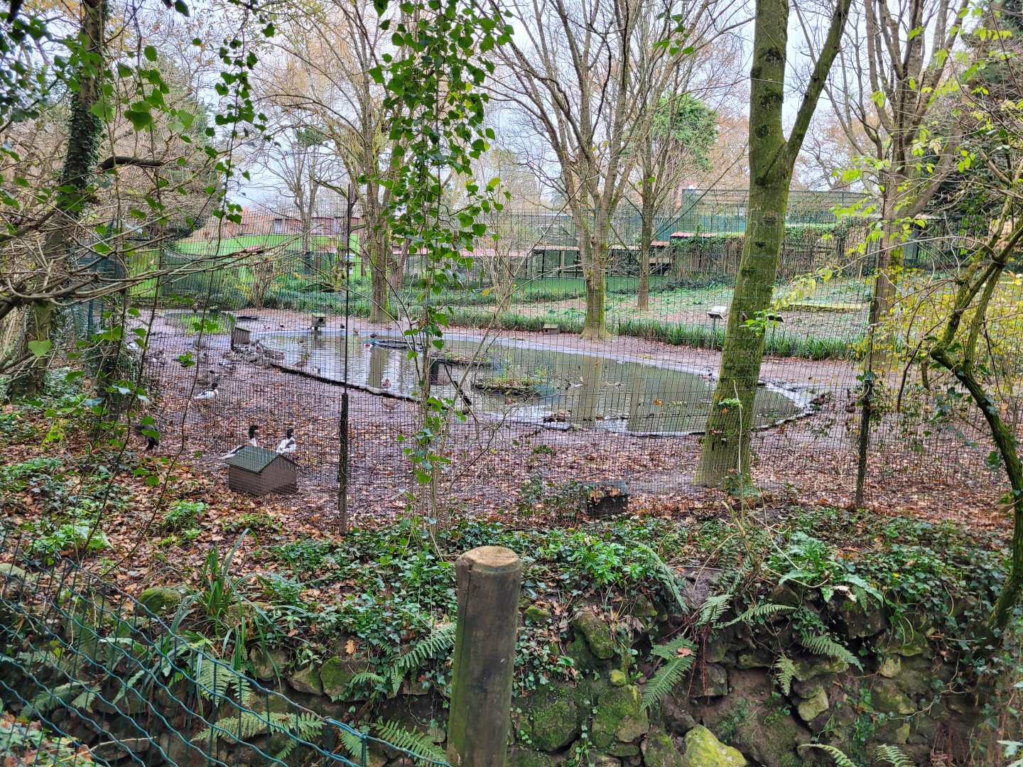 Waterfowl exhibit #3 -Zoo de Santillana del Mar (2023)