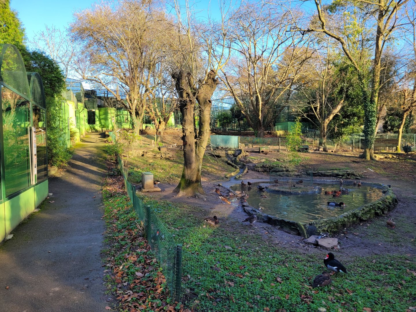 Waterfowl exhibit #4 -Zoo de Santillana del Mar (2023)