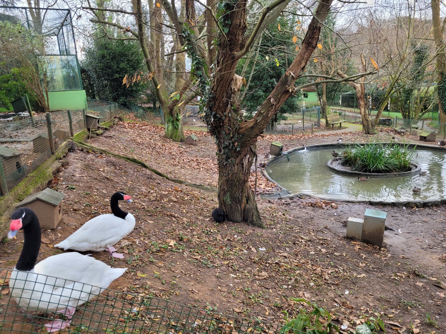 Waterfowl exhibit #5 -Zoo de Santillana del Mar (2023)