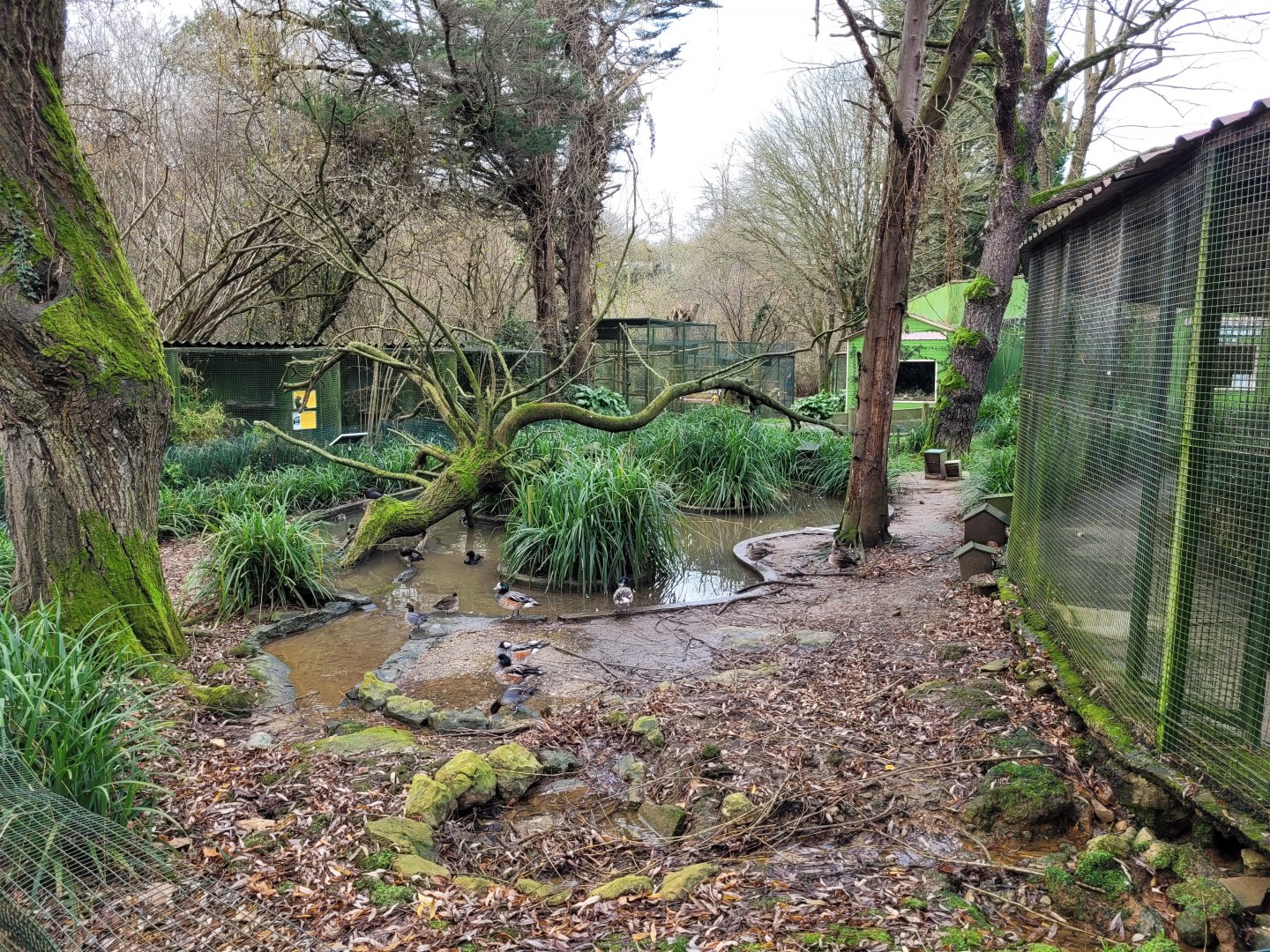 Waterfowl exhibit #8 -Zoo de Santillana del Mar (2023)