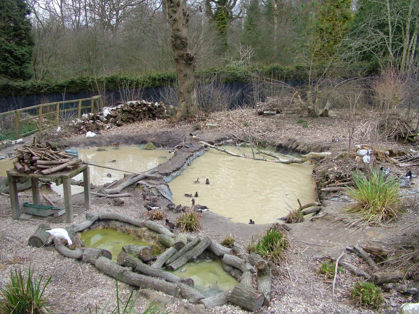 Waterfowl exhibit at Tilgate Nature Centre 14/03/10