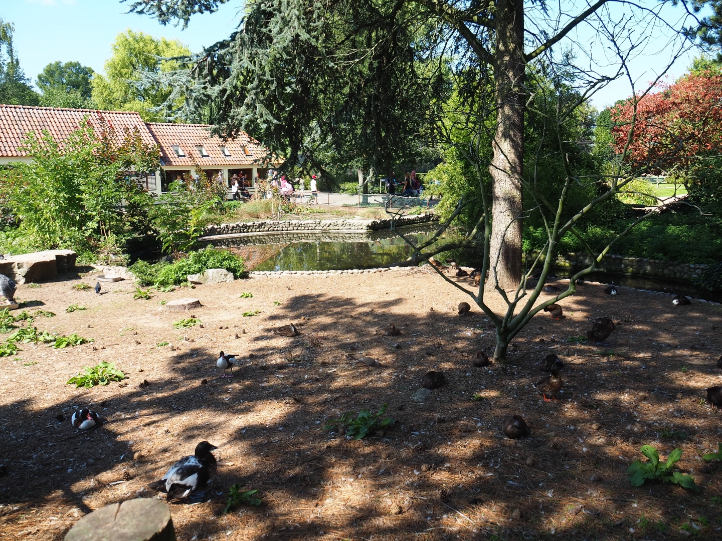 Waterfowl exhibit (Sep 2nd, 2018)