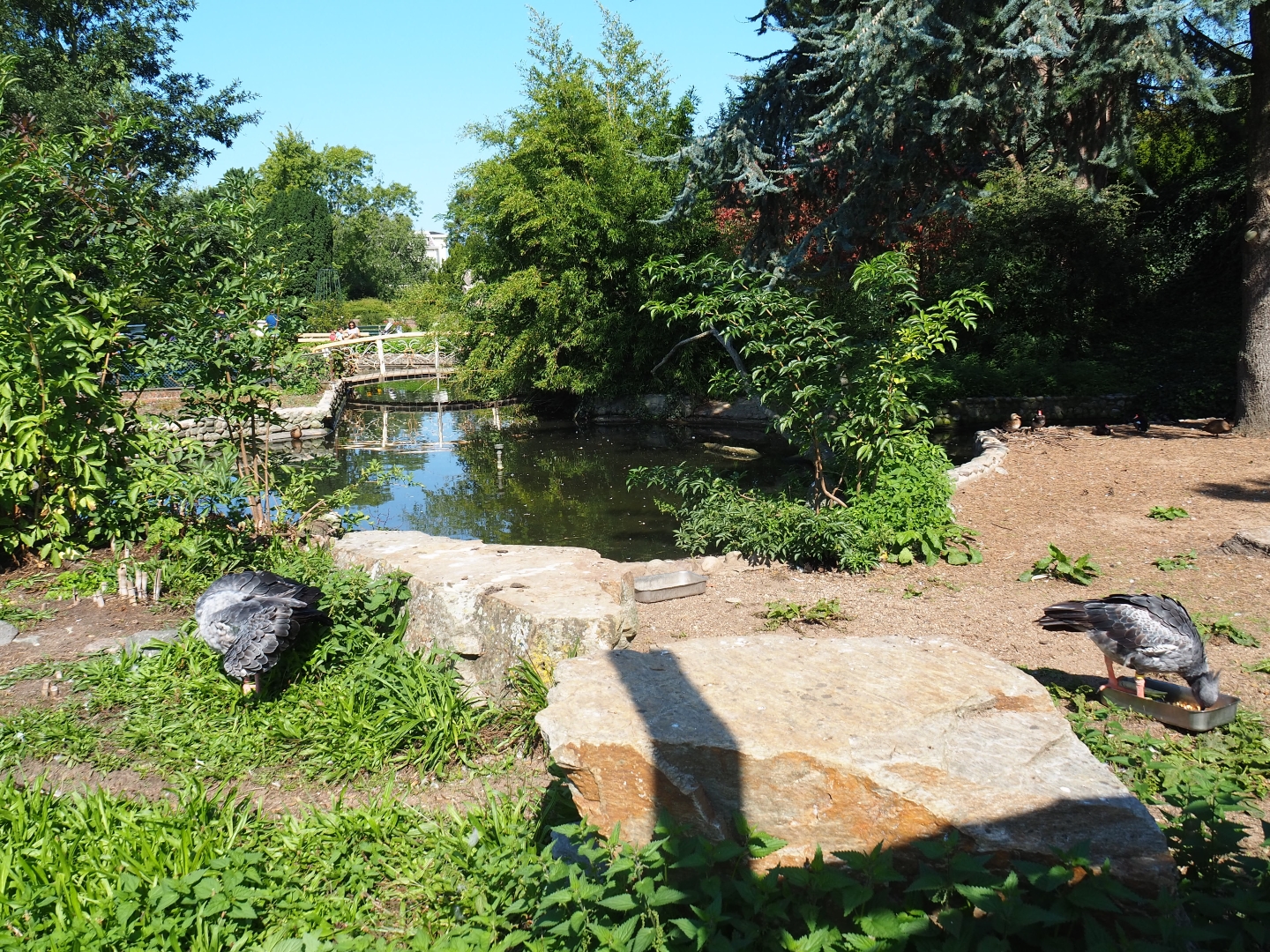 Waterfowl exhibit (Sep 2nd, 2018)