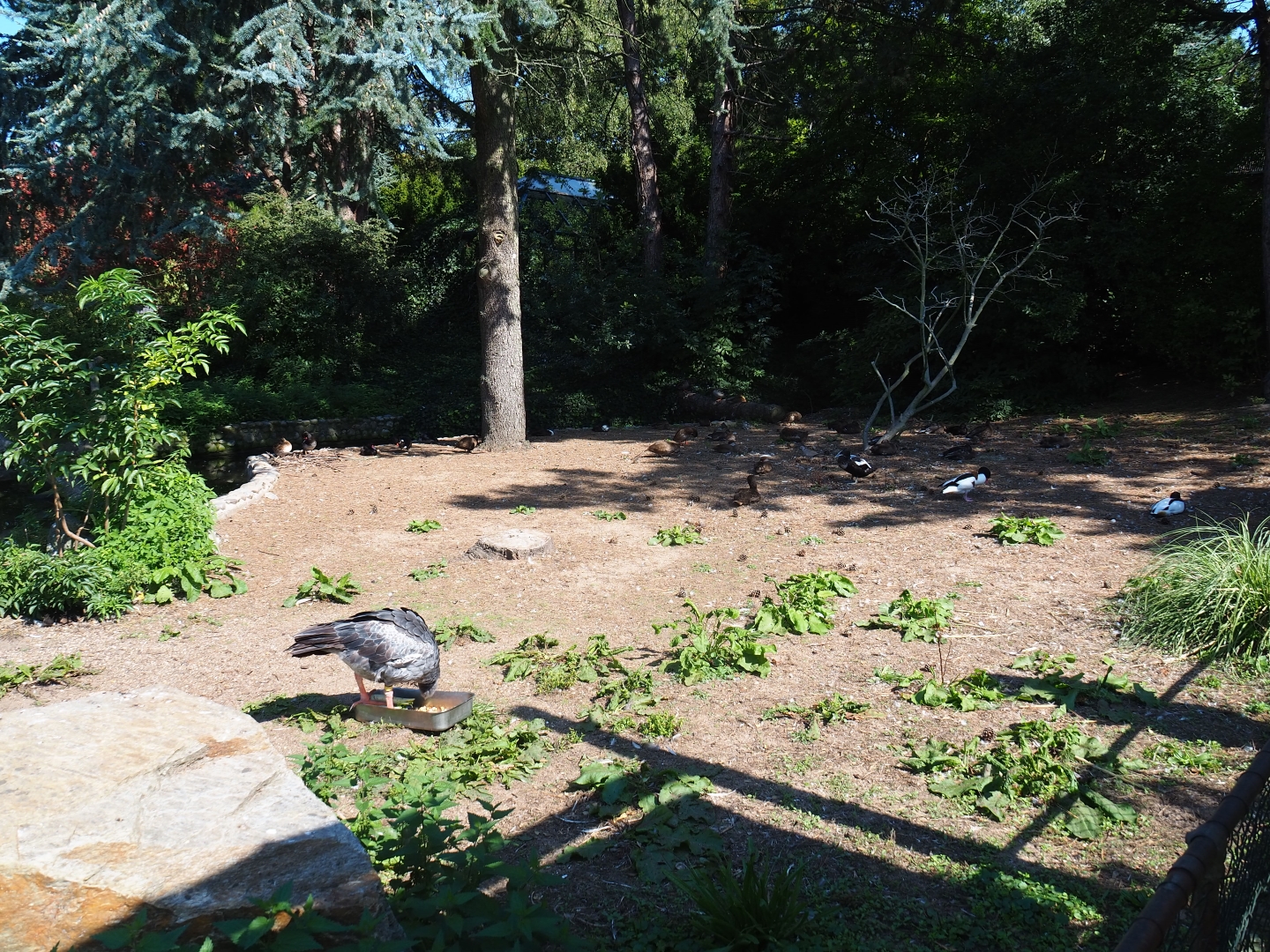 Waterfowl exhibit (Sep 2nd, 2018)