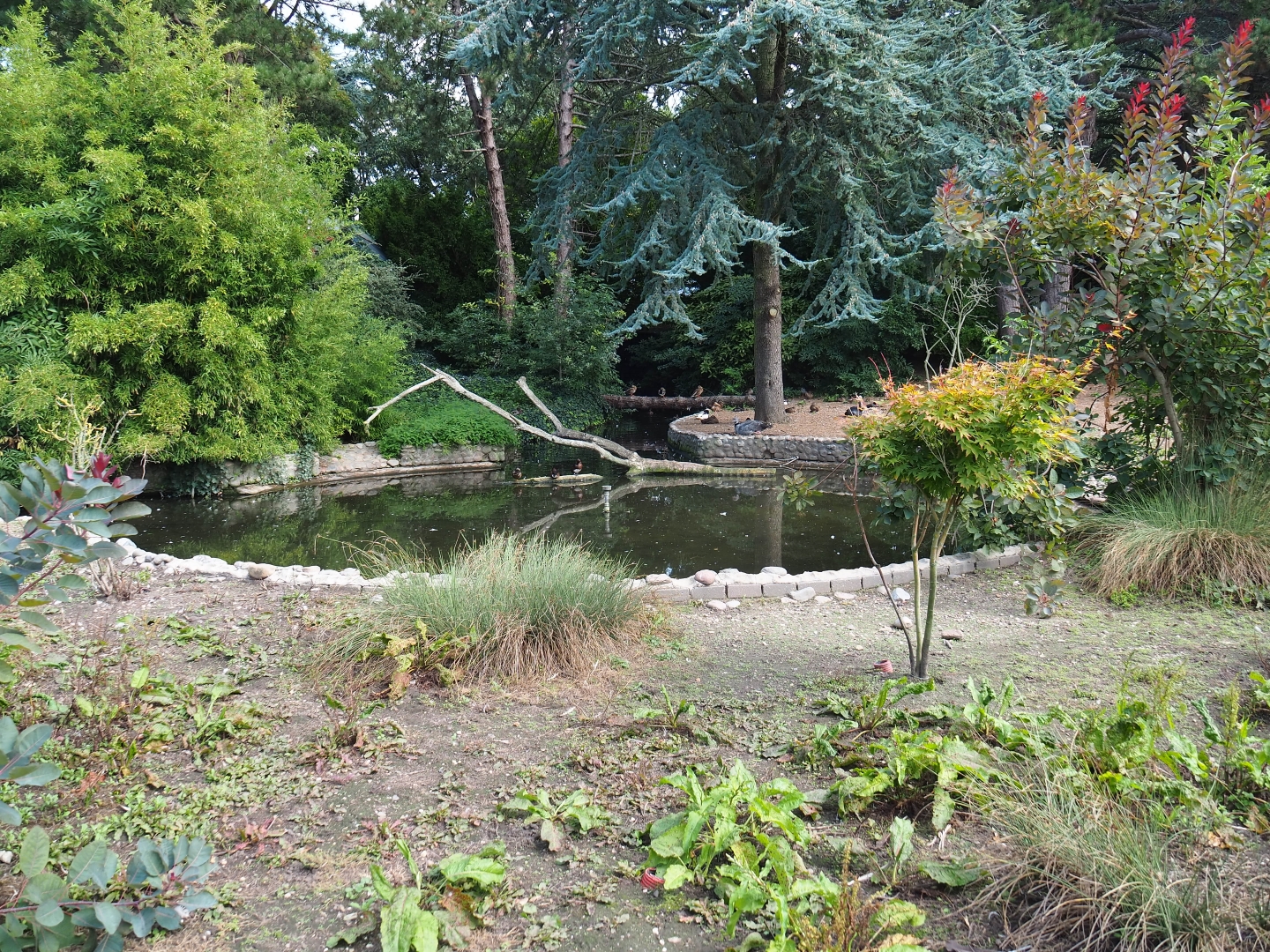 Waterfowl exhibit (Sep 2nd, 2018)