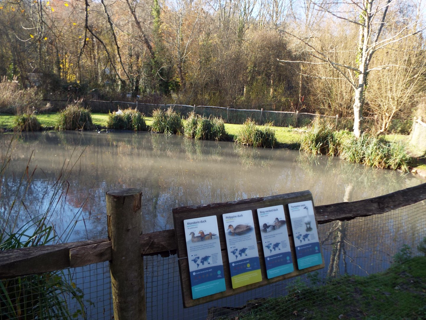 Waterfowl Exhibit, WWT Arundel