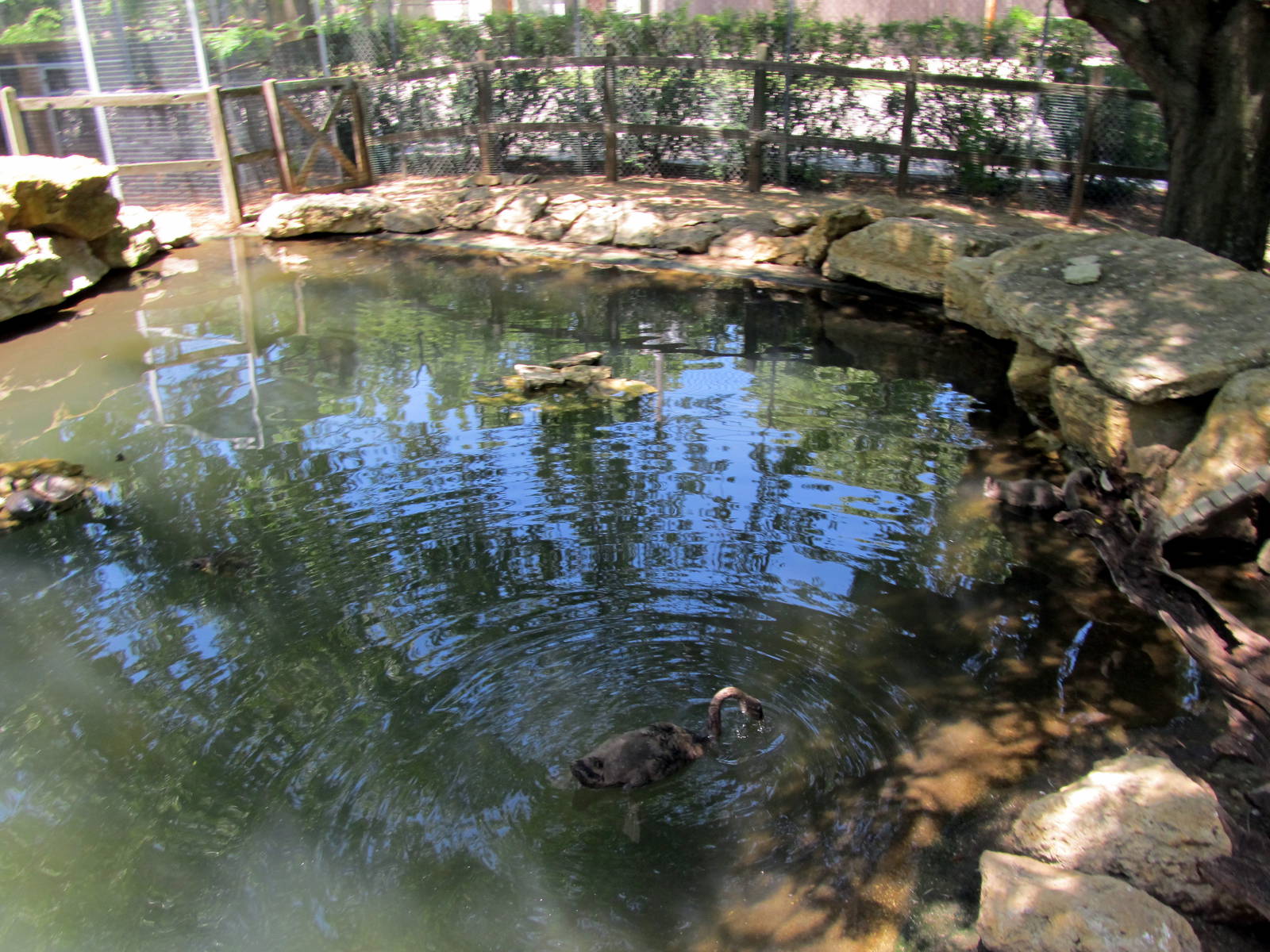 Waterfowl Exhibit