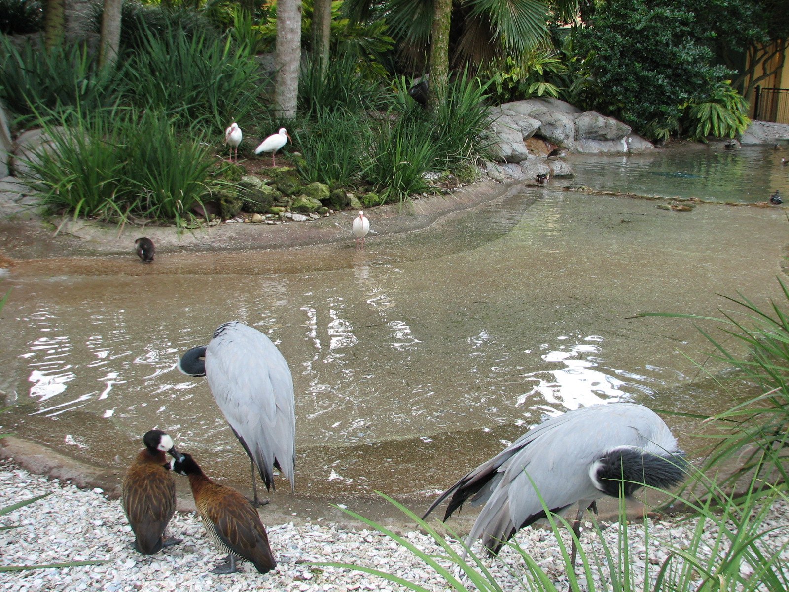 Waterfowl Exhibit