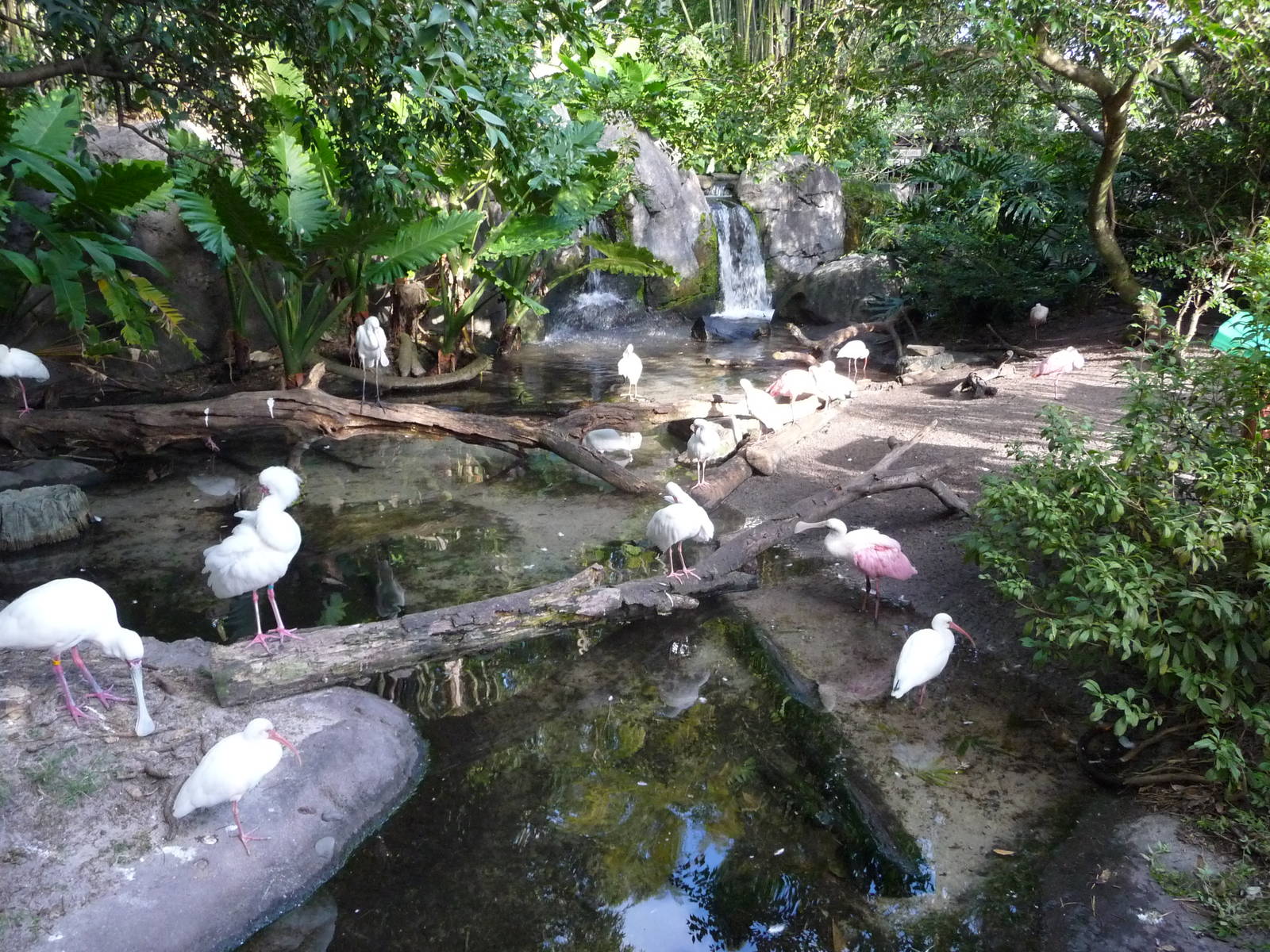 Waterfowl Exhibit