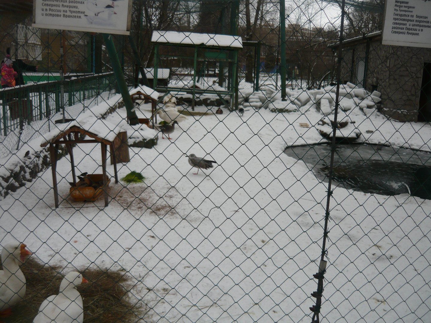 Waterfowl exhibit