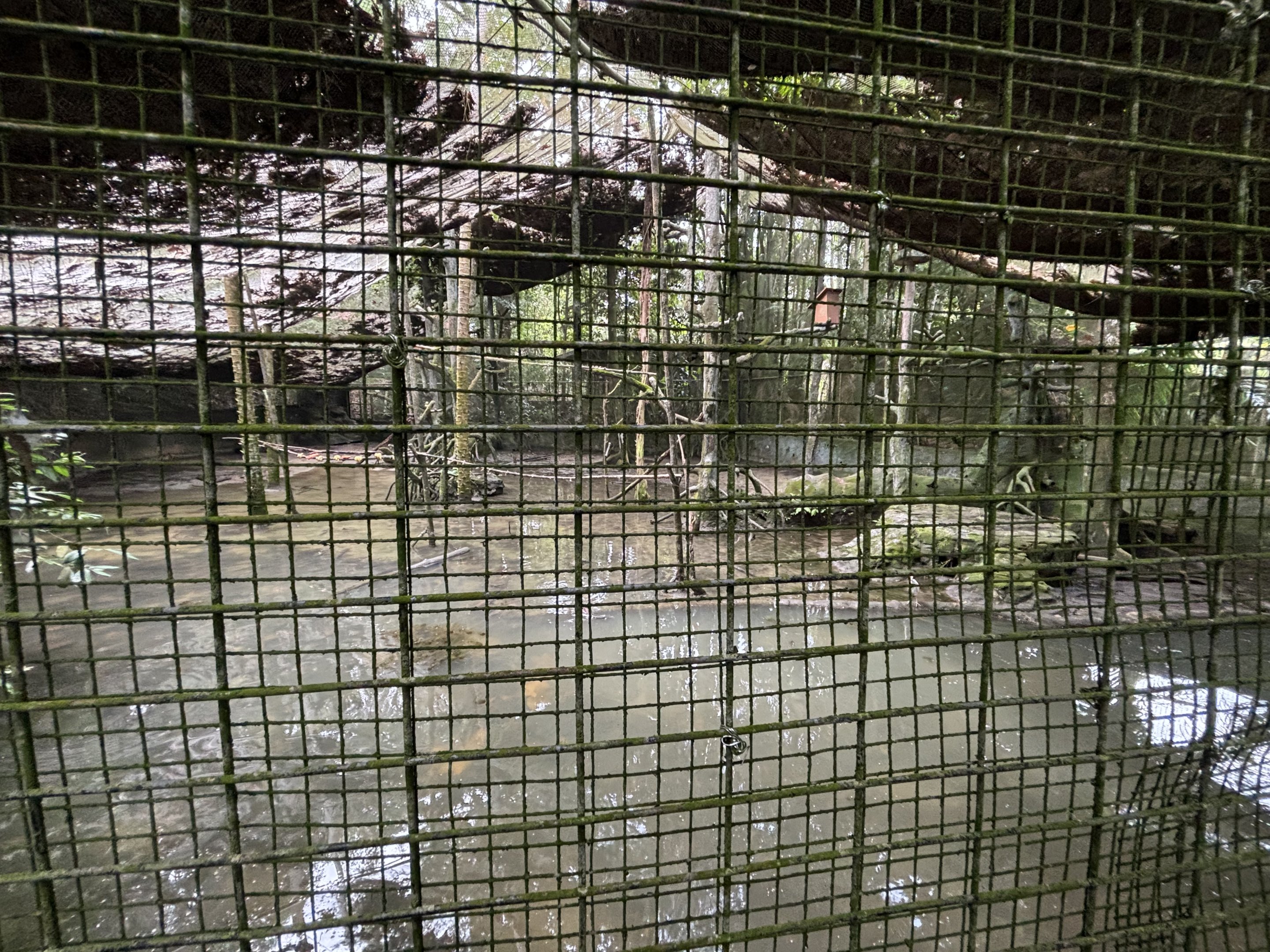 Waterfowl + False Gharial Exhibit #1