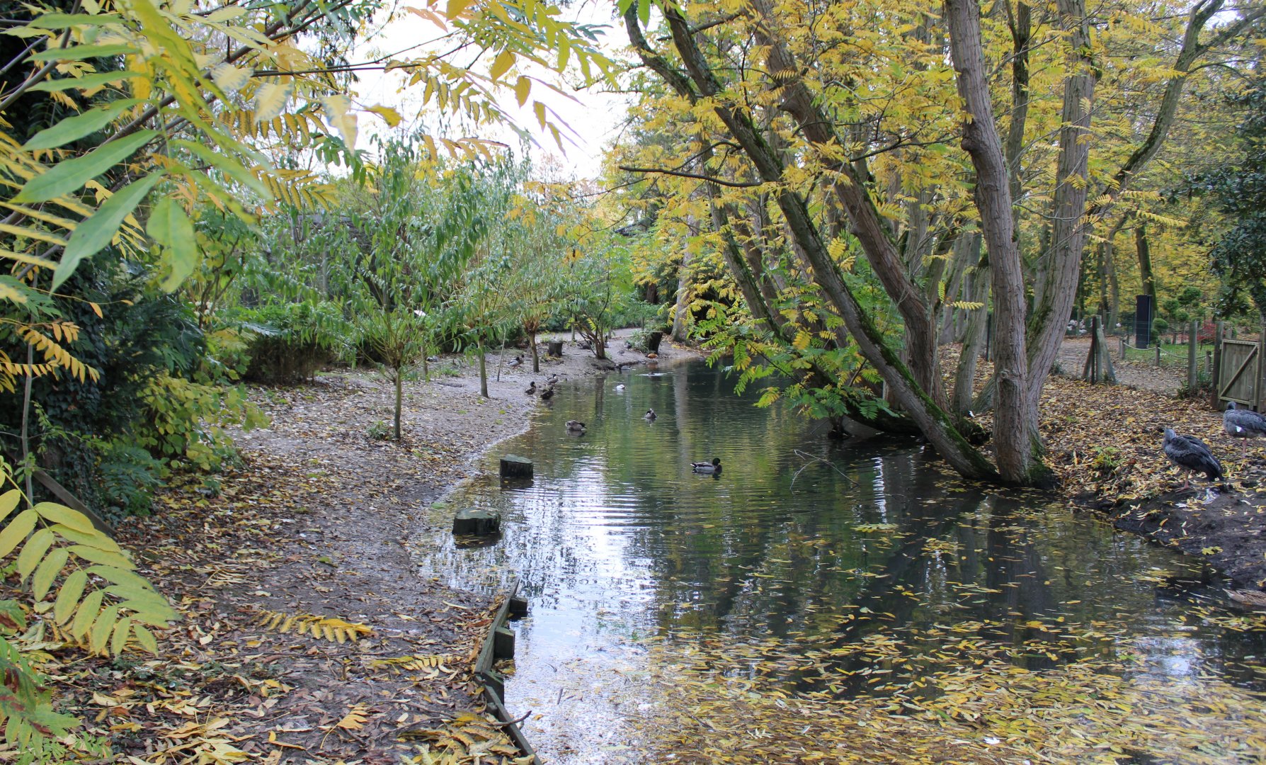 Waterfowl - Flamingo pond