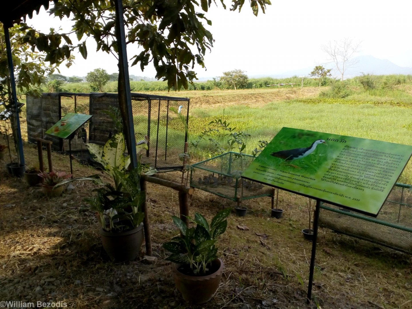 Waterfowl for Release