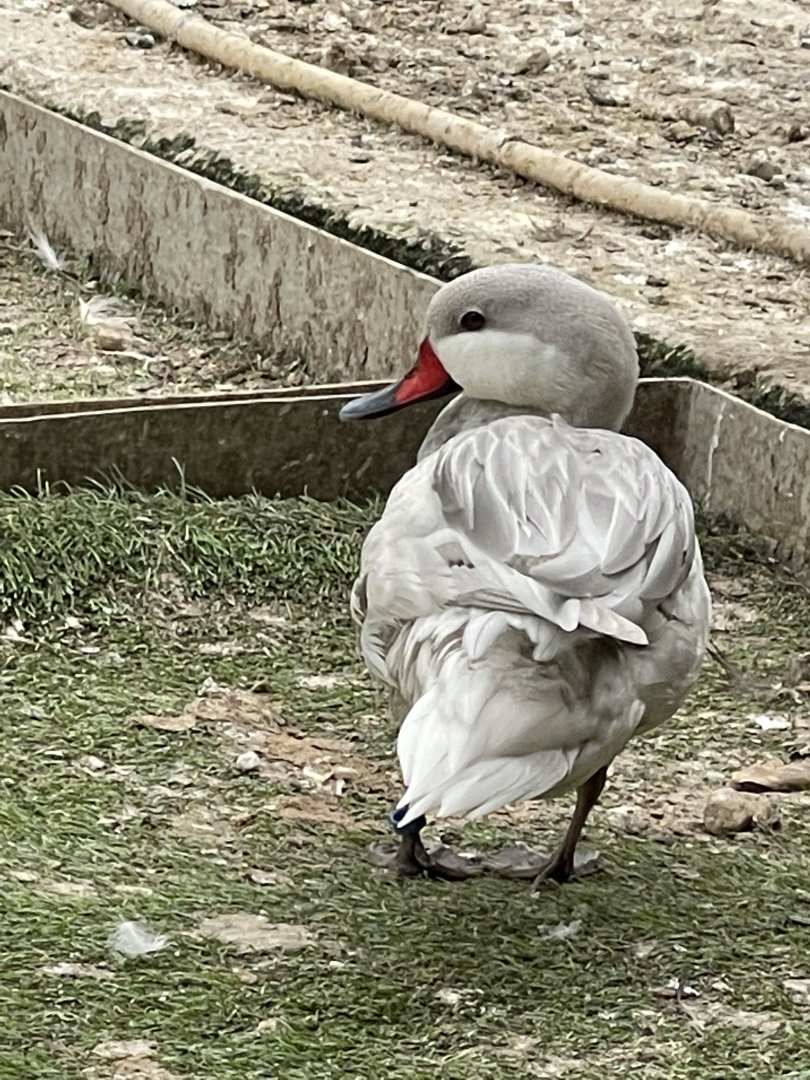 Waterfowl ID? ~ Birdpark Malta