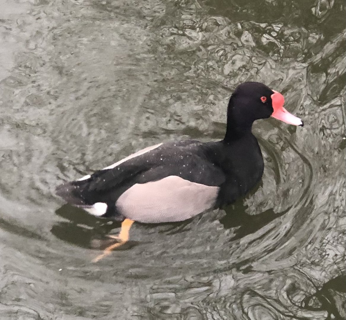 Waterfowl ID - Melsop farm park